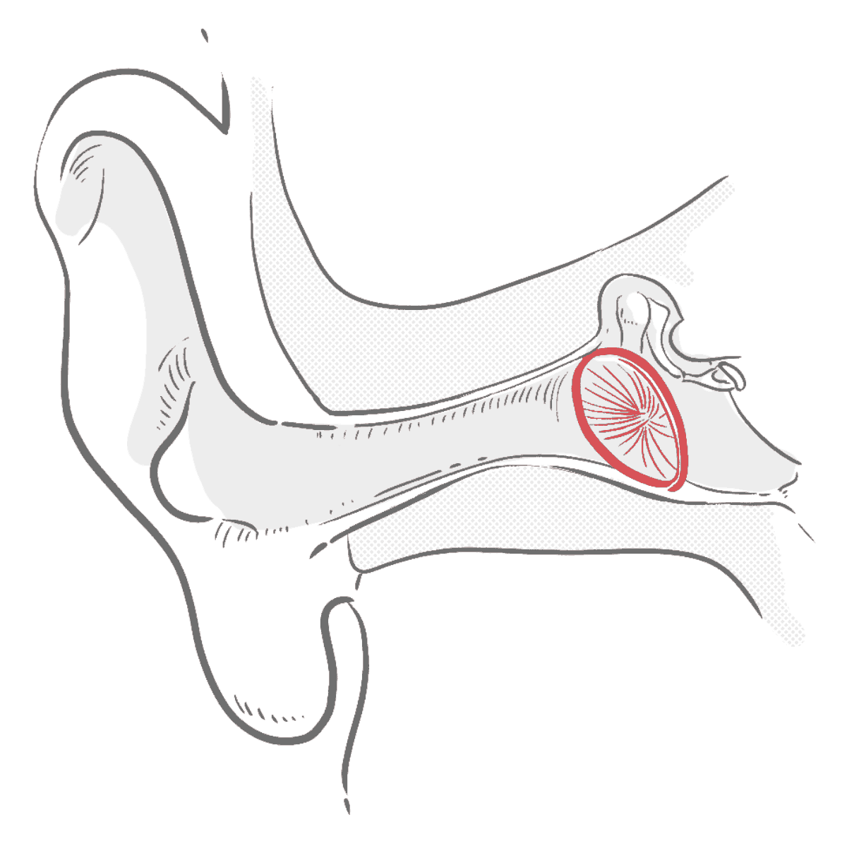 A diagram of the ear showig where the eardrum is