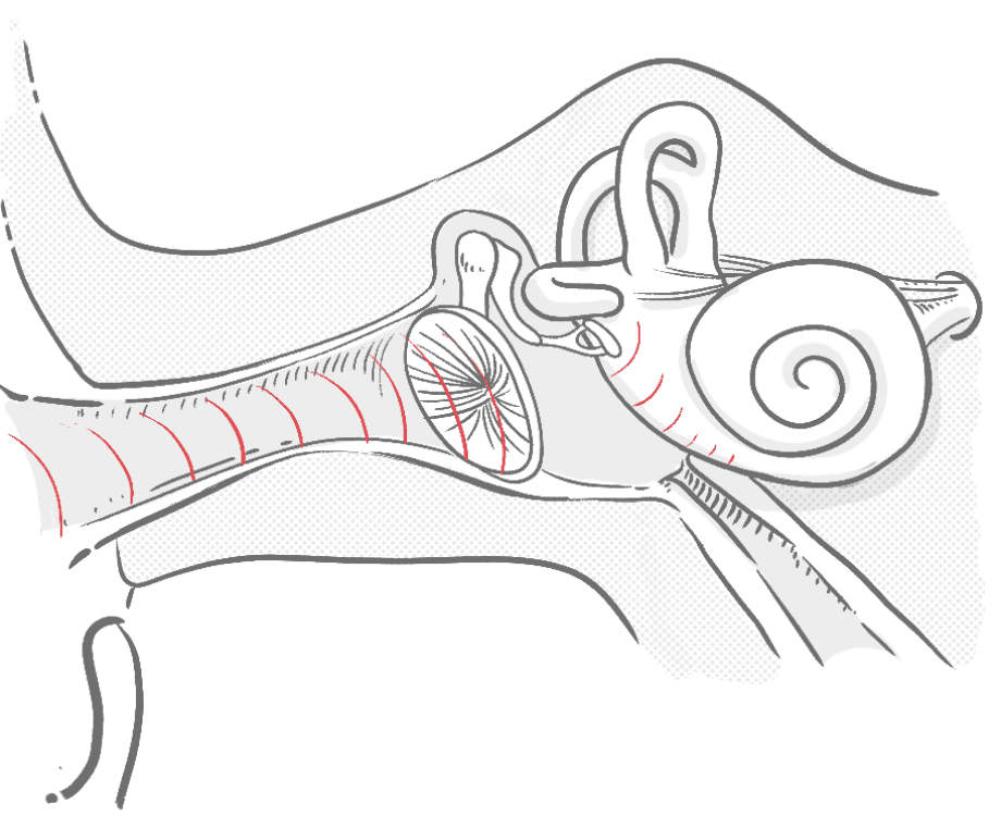 A diagram of the middle and inner ear