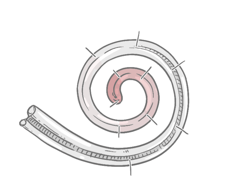 A diagram of the cochlea showing how different areas respond to different sound frequencies in Hz