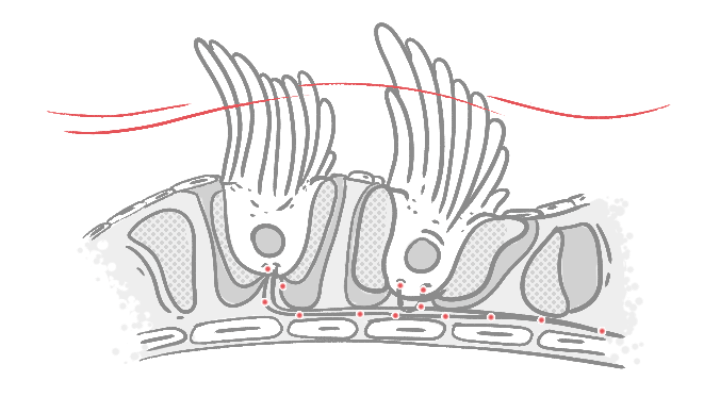 A diagram showing how sound vibrations are converted into electrical impulses by the hair cells